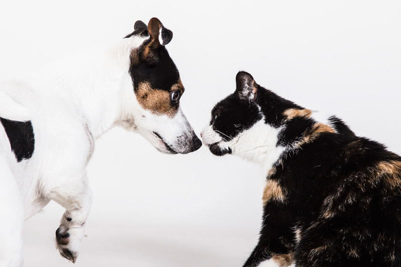 Hund und Katze aneinander gewöhnen.