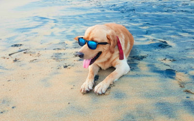 Urlaub mit Hund – Die wichtigsten Punkte zusammengefasst.