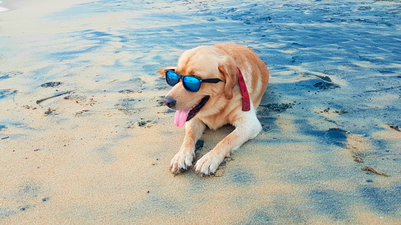 Holiday with a dog – the most important points summarized.