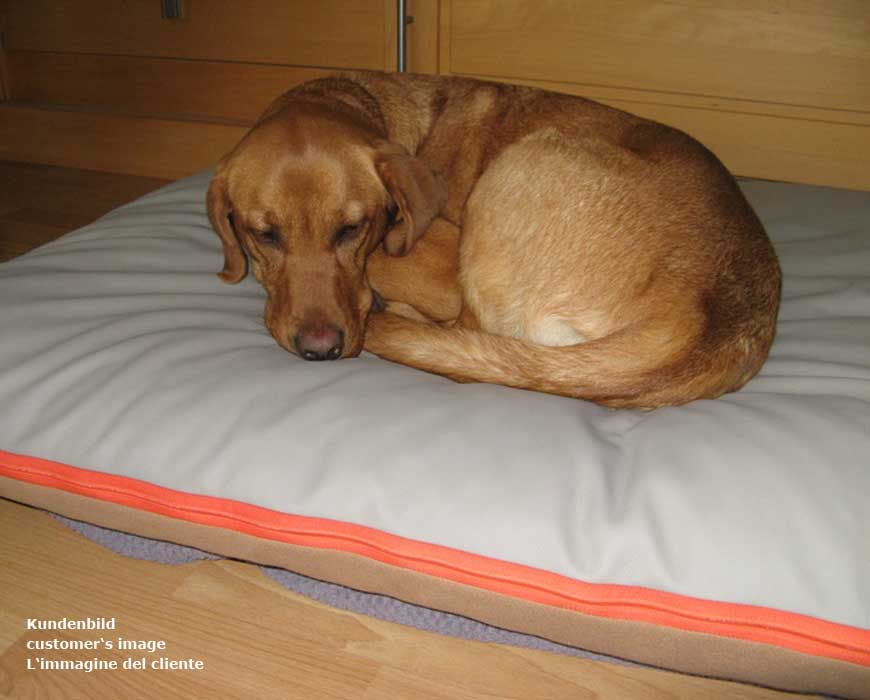 Schlafverhalten des Hundes - Fuchsrolle
