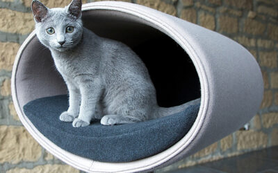 When a cat bed becomes a favorite spot