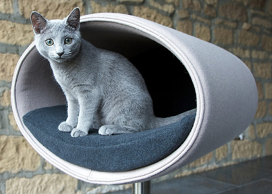Wenn aus einem Katzenbett ein Lieblingsplatz wird