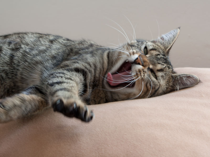 graue Katze streckt sich und gähnt