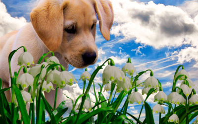 Welche Pflanzen sind giftig für Hunde?