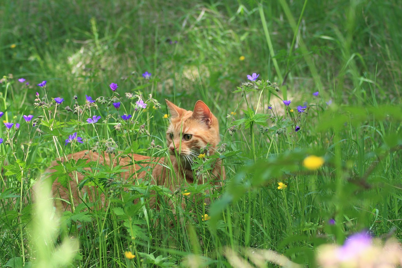 Rote Kurzhaar-Katze in hochgewachsener Kräuterwiese