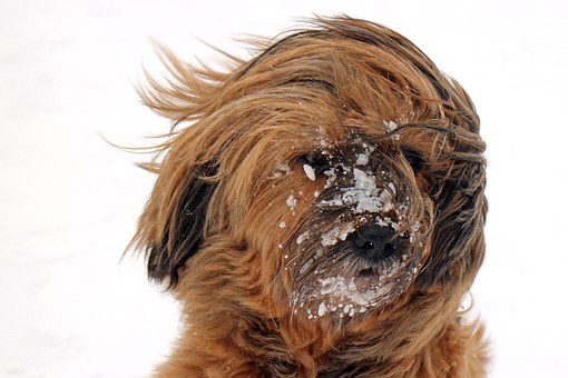 Hund im Winter: Gesund und sicher durch die kalte Jahreszeit.