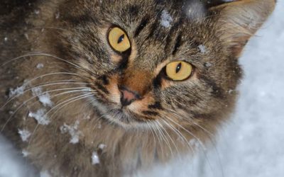 Katze im Winter: Freigänger in der kalten Jahreszeit.