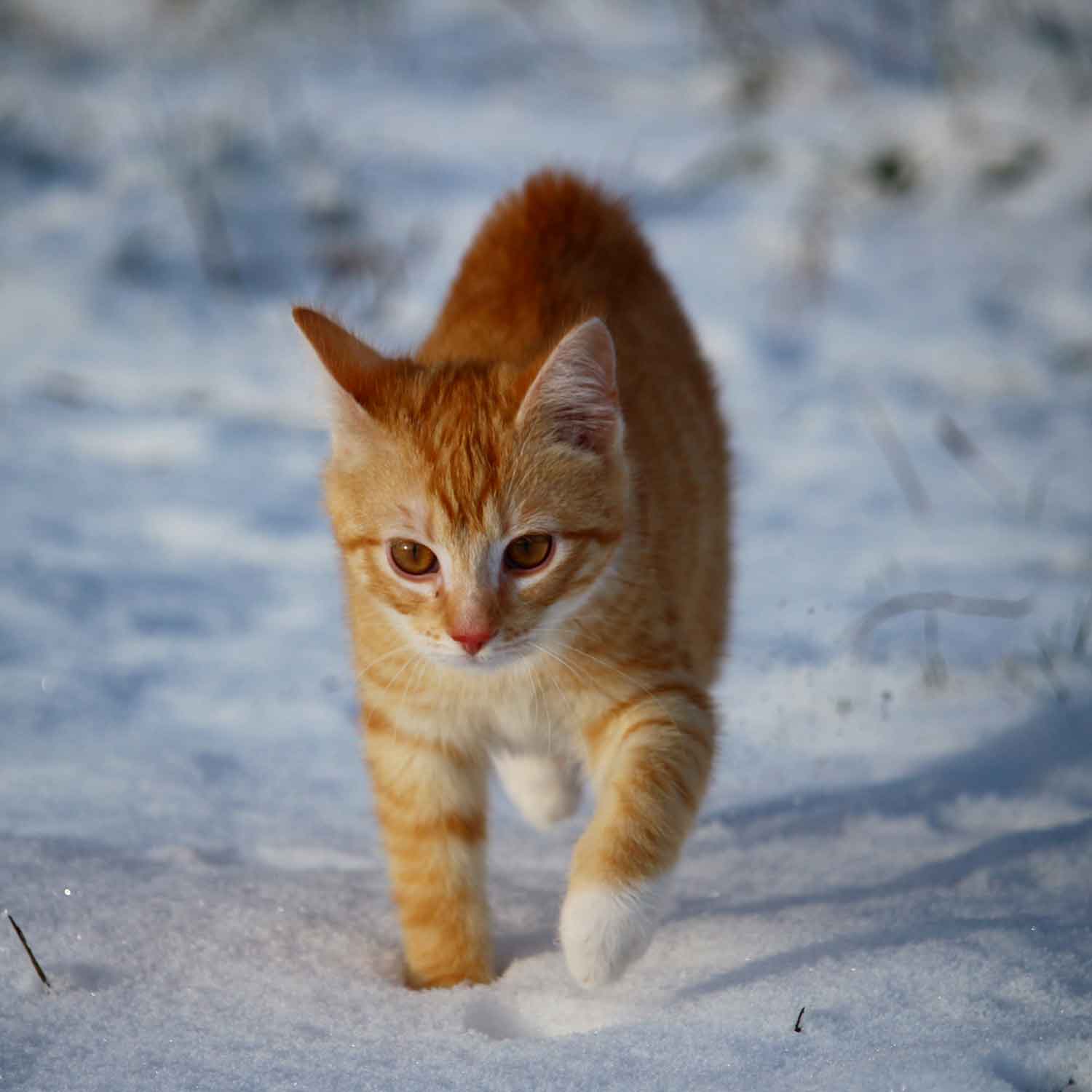 Junges Kätzchen mit rotem Fell im Schnee