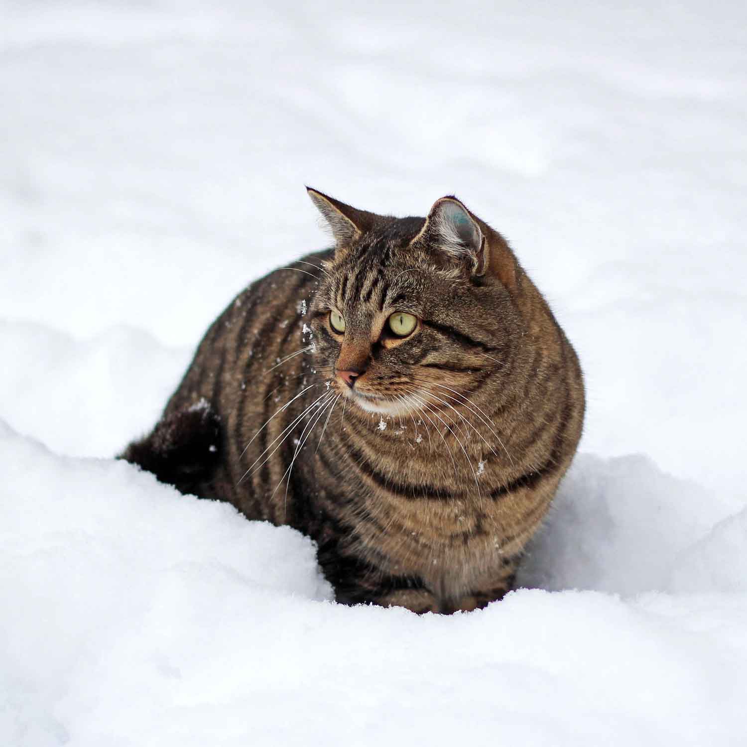 Katze mit dichtem Winterfell im tiefen Schnee