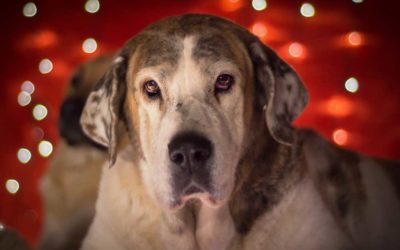 Weihnachten mit Hund – das perfekte Fest der Liebe