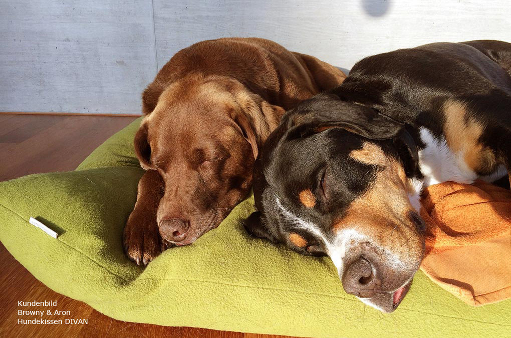 Un sonno ristoratore per il mio cane