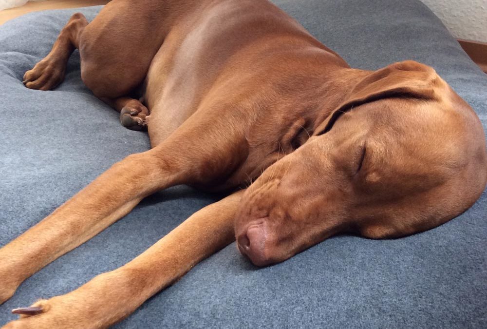Hundebett für große Hunde