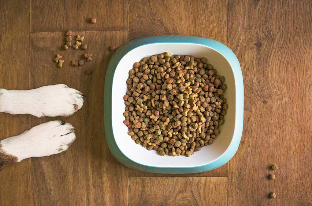 Ernährung für große Hunde.