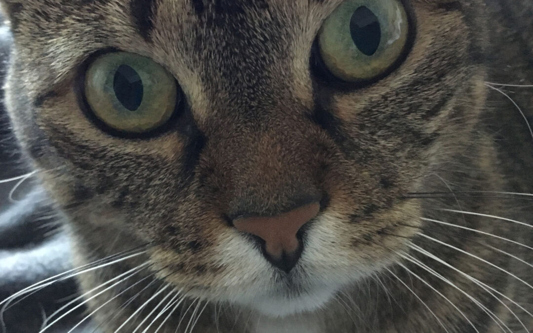 Chats