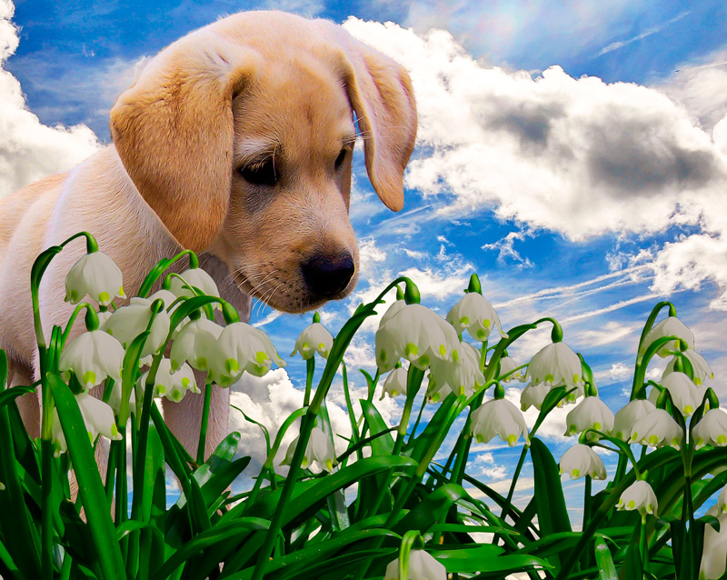 puppy with lily of the valley - pet.interiors