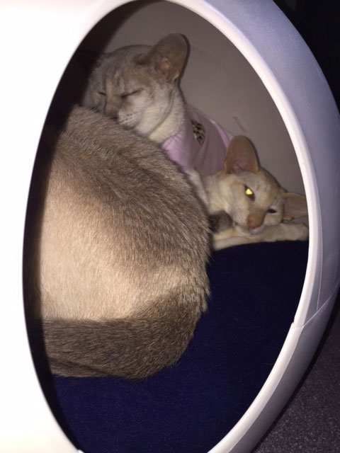 3 siamese in the cat cave