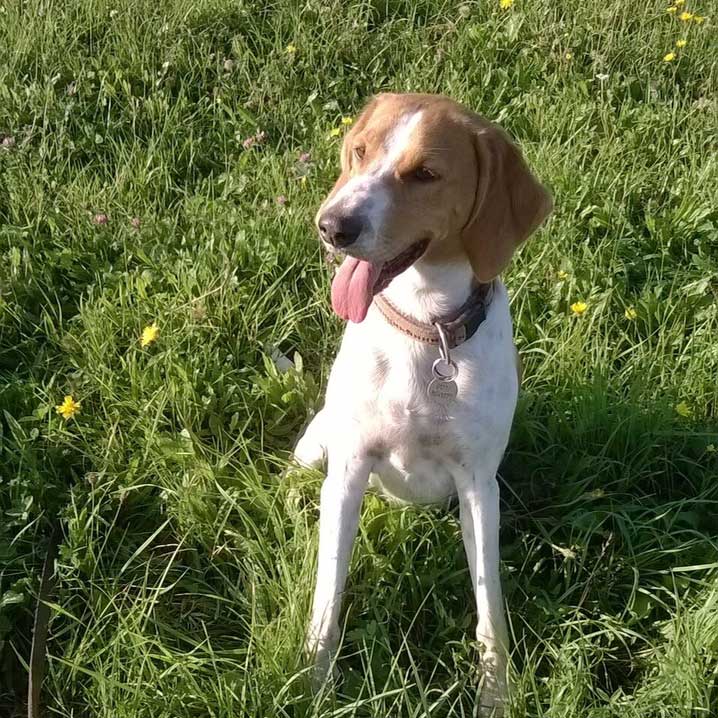 Il cane Emil in vena di vacanze