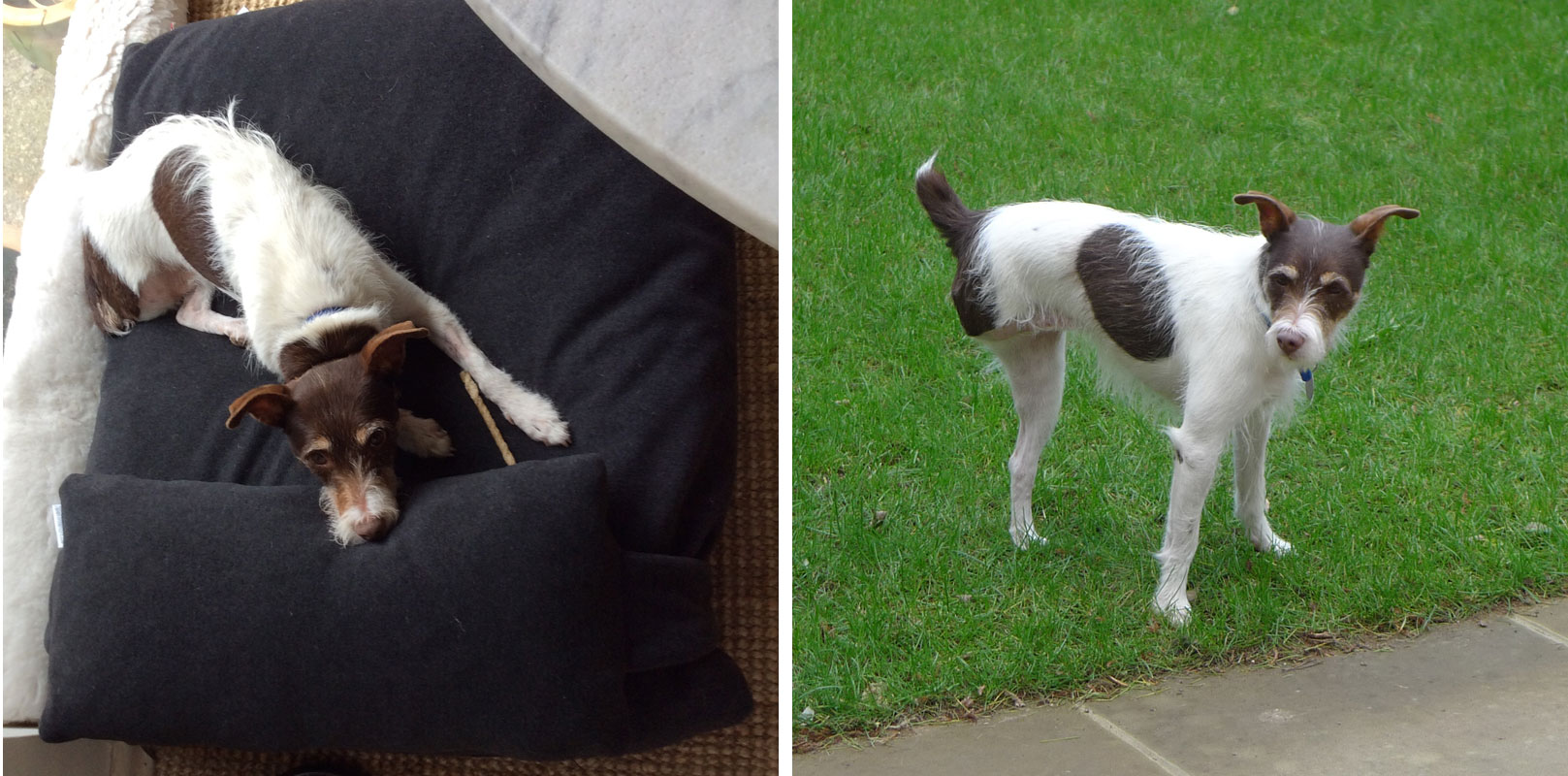 Cuscino ortopedico per cani a tre zampe