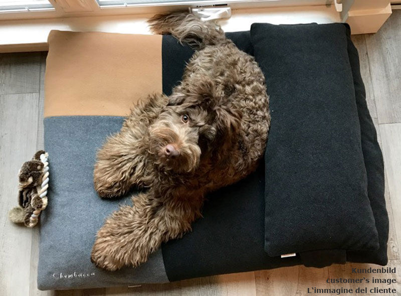 Labradoodle Chewbacca from Seattle is happy with his DIVAN dog cushion from pet-interiors