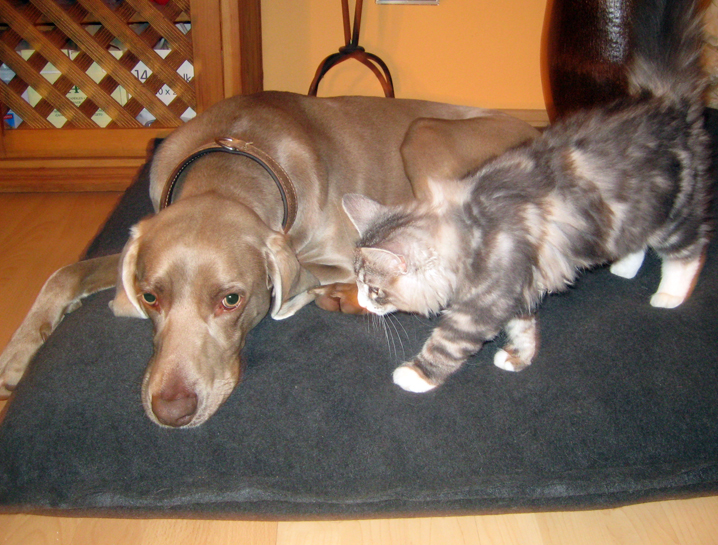 La cagna di Weimaraner ha adottato il gattino.