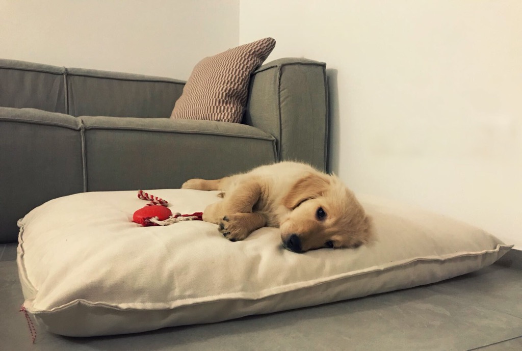 puppy sleeping on a cozy dog cushion from pet-interiors