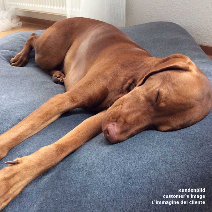 Le Hongrois Vizsla dort détendu.