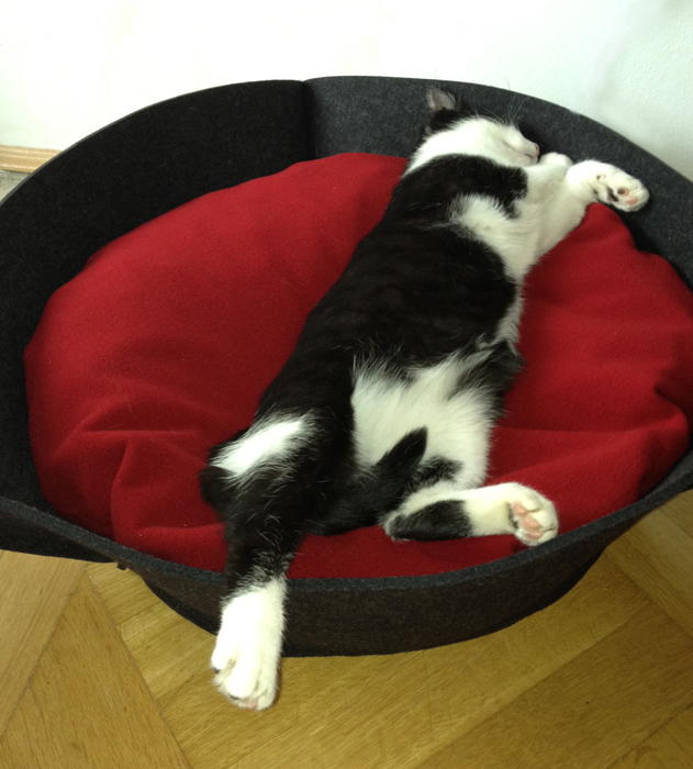 Design Katzenkorb aus Filz | pet.interiors