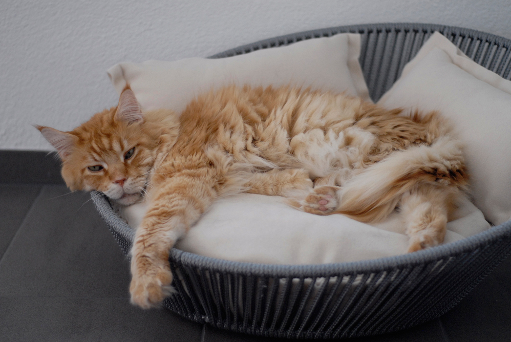Exklusiver Design-Katzenkorb SIRO | pet.interiors