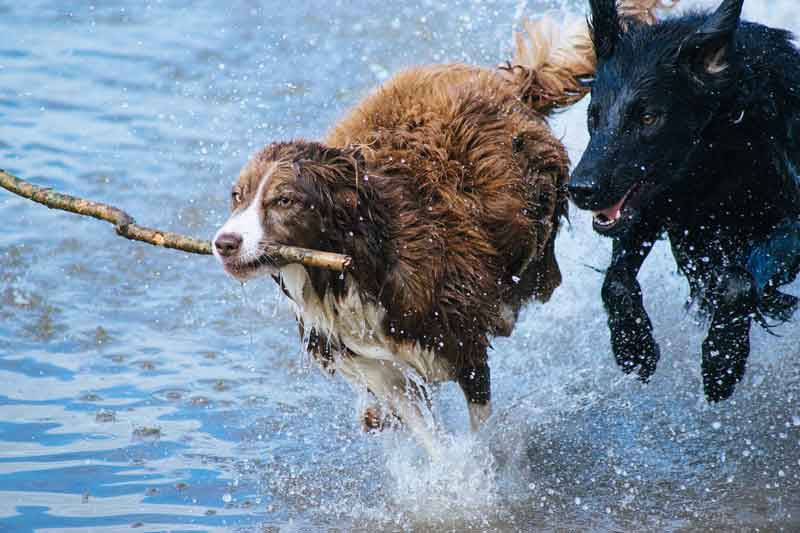 hund-und-hitze-pet-interiors-72 Les chiens et la chaleur : des astuces pour se rafraîchir tout en s'amusant.