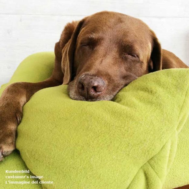 Chien endormi avec un oreiller sur le coussin du divan