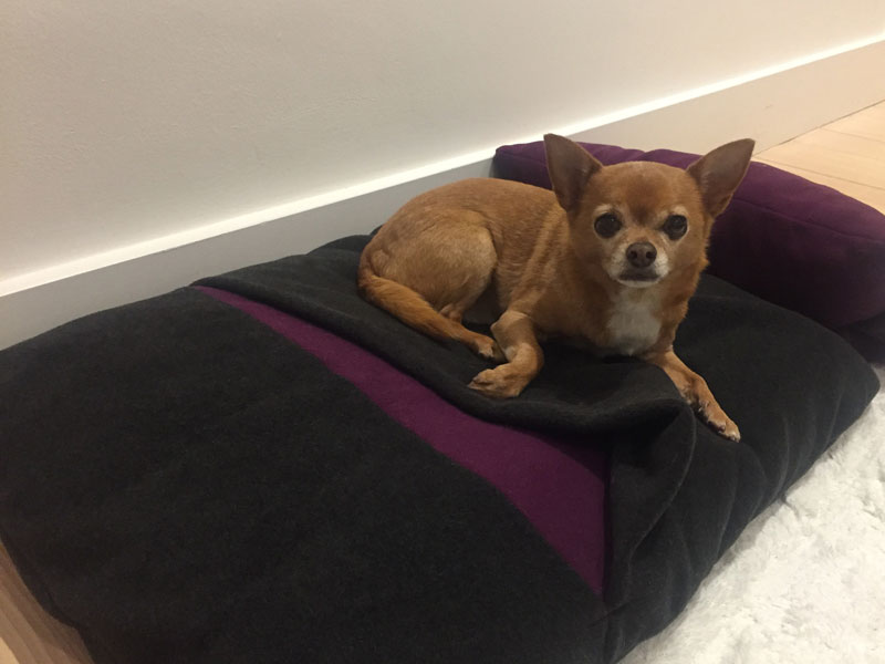 Der kleine Chihuahua liegt auf dem Hundekissen von pet.interiors.