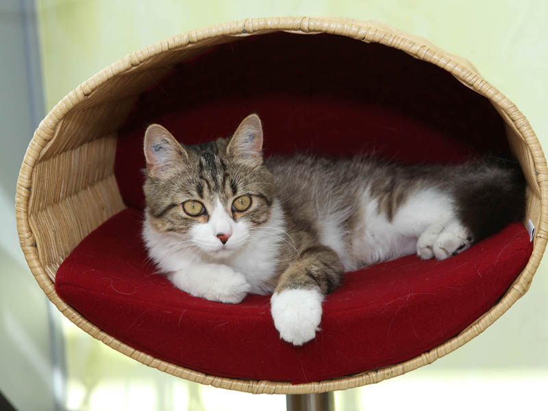 Hauskater Fynn mit wunderschöner Zeichnung