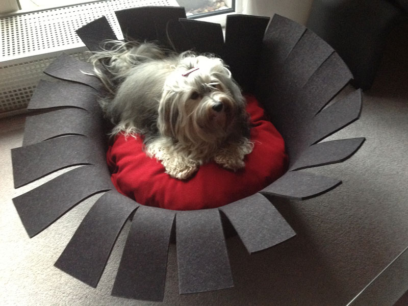 Havaneser Mädchen Fly | pet.interiors