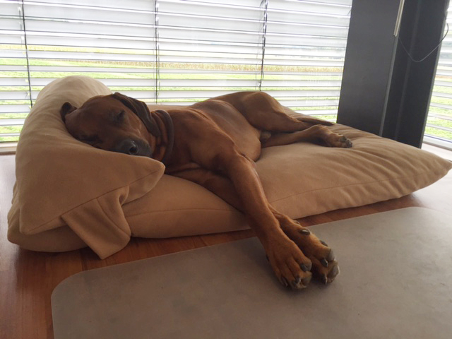 Junger Viszla schläft entspannt auf seinem Hundekissen mit passendem Kopfkissen von pet-interiors