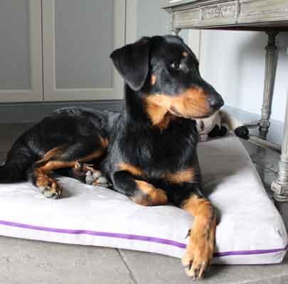 Hunderasse Beauceron - Hundekissen - pet.interiors
