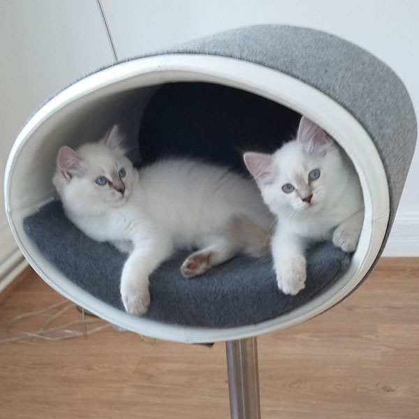 Ragdolls - Katzenrasse