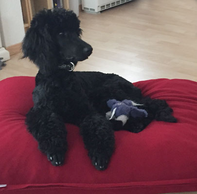 Königspudel | pet.interiors