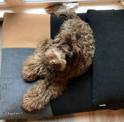 Labradoodle Chewbacca | pet.interiors