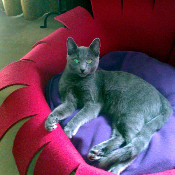Rassekatze Russisch Blau im Designer-Katzenkorb | pet.interiors