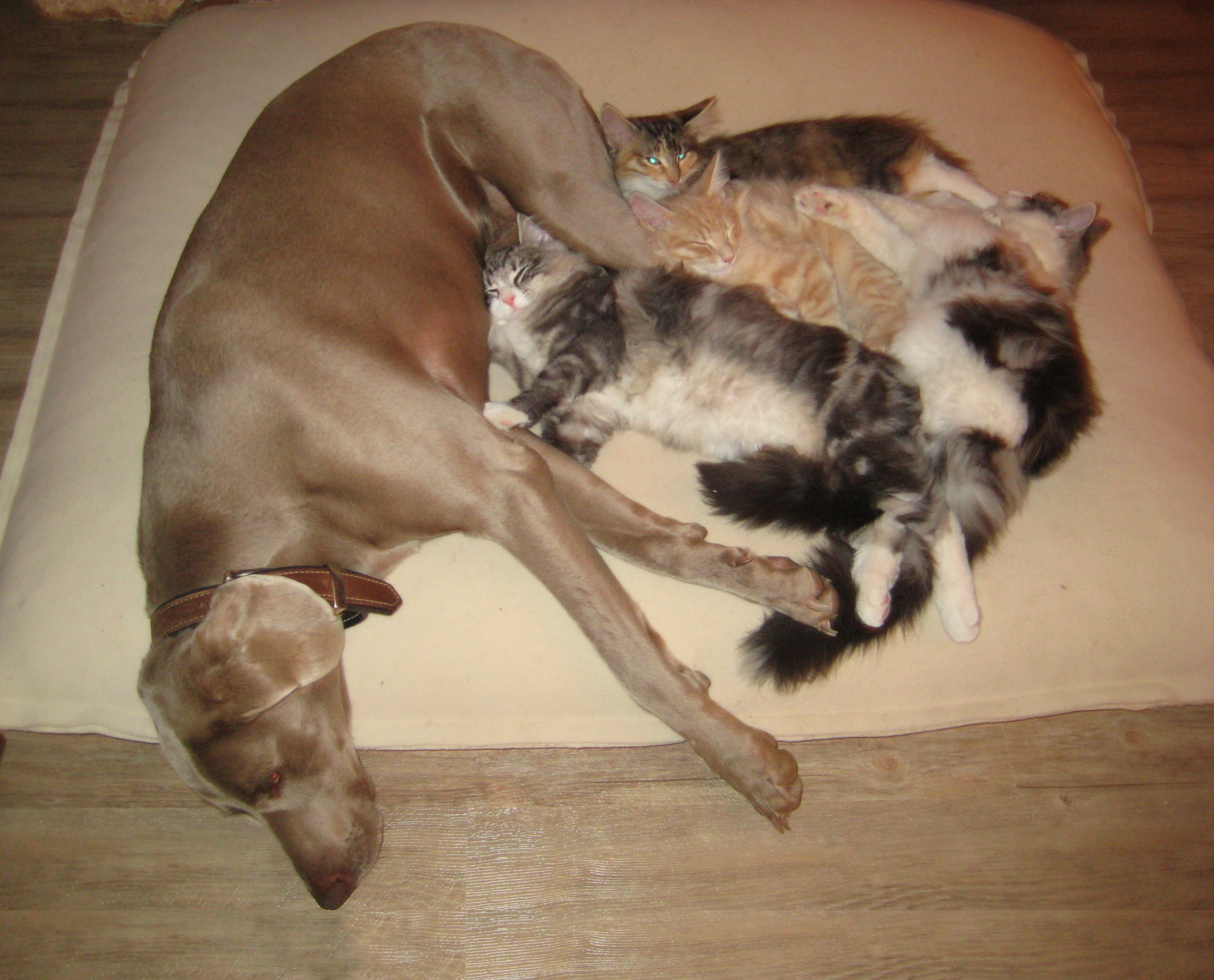 Weimeraner mit Norwegischen Waldkatzen