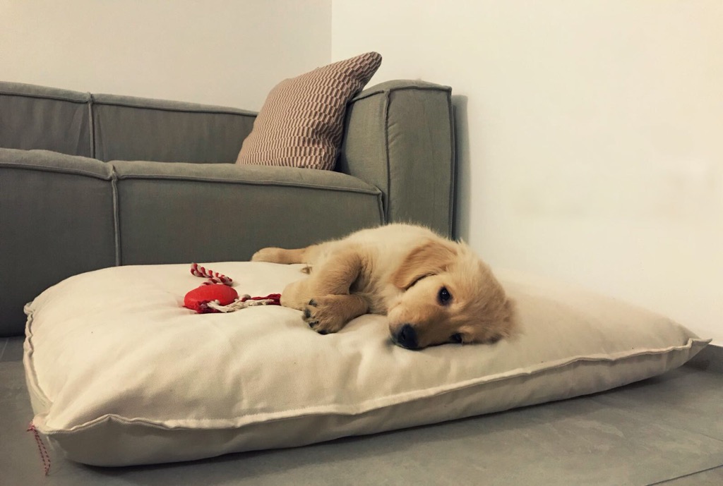 welpe-auf-hundekissen-von-pet-interiors Un petit chiot est allongé sur un coussin pour chien de pet.interiors