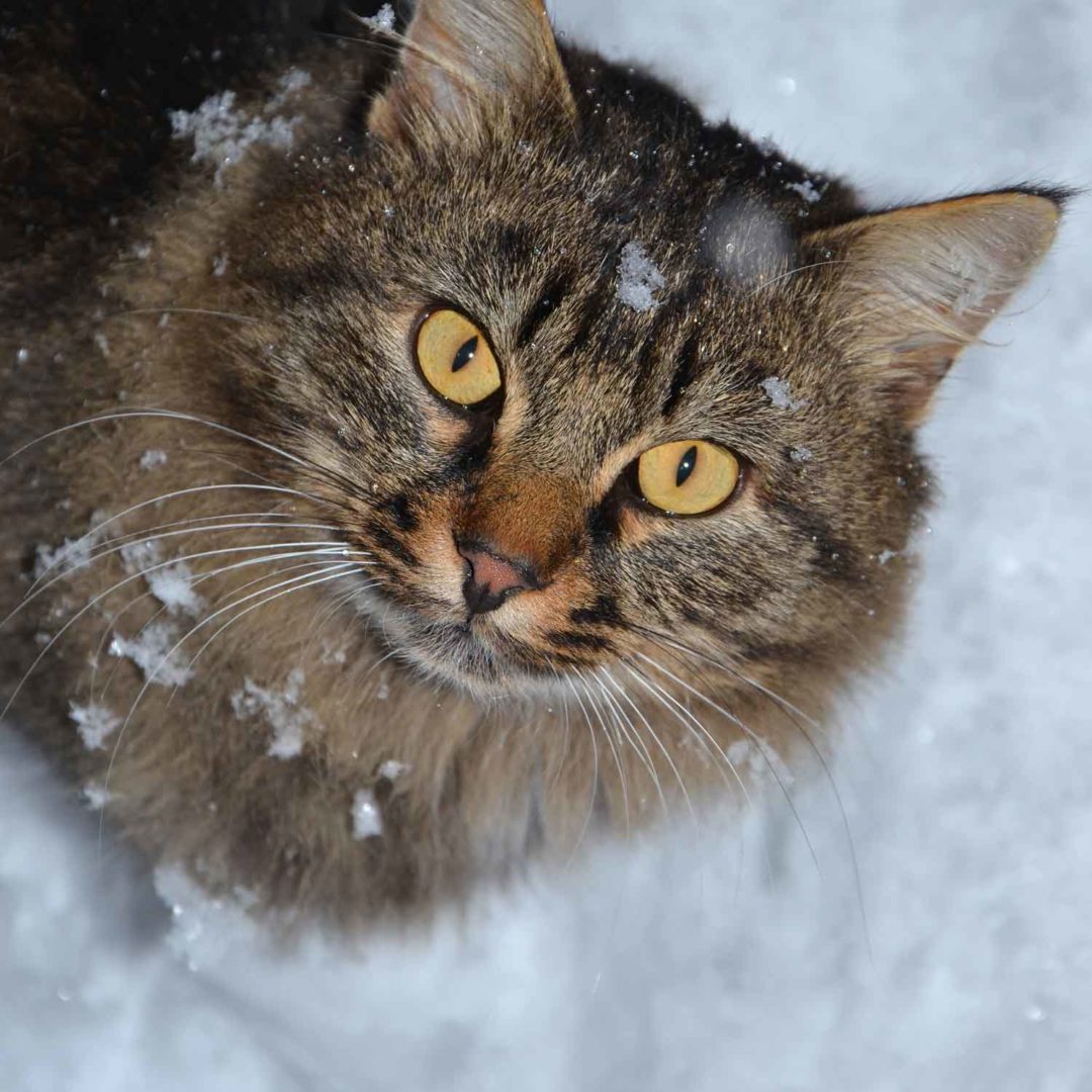 cat in the winter snow