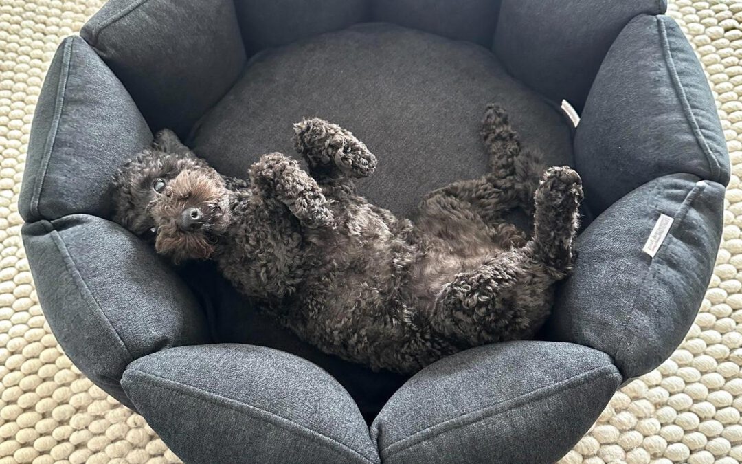 Hundebetten für kleine Hunde