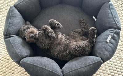 Cuccie per cani di piccola taglia