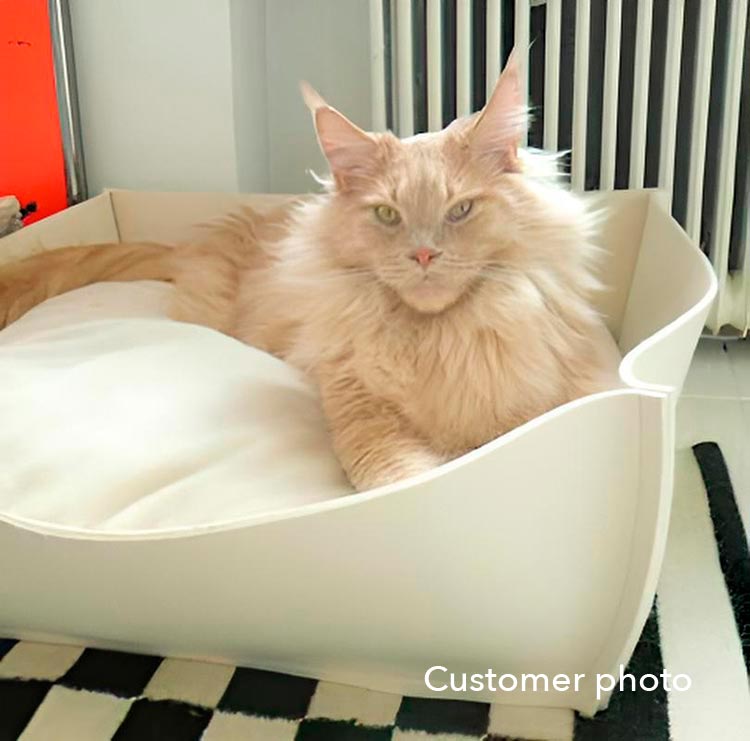 Maine Coon im Bowl in Filz creme