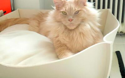 Katzenbett für große Katzen