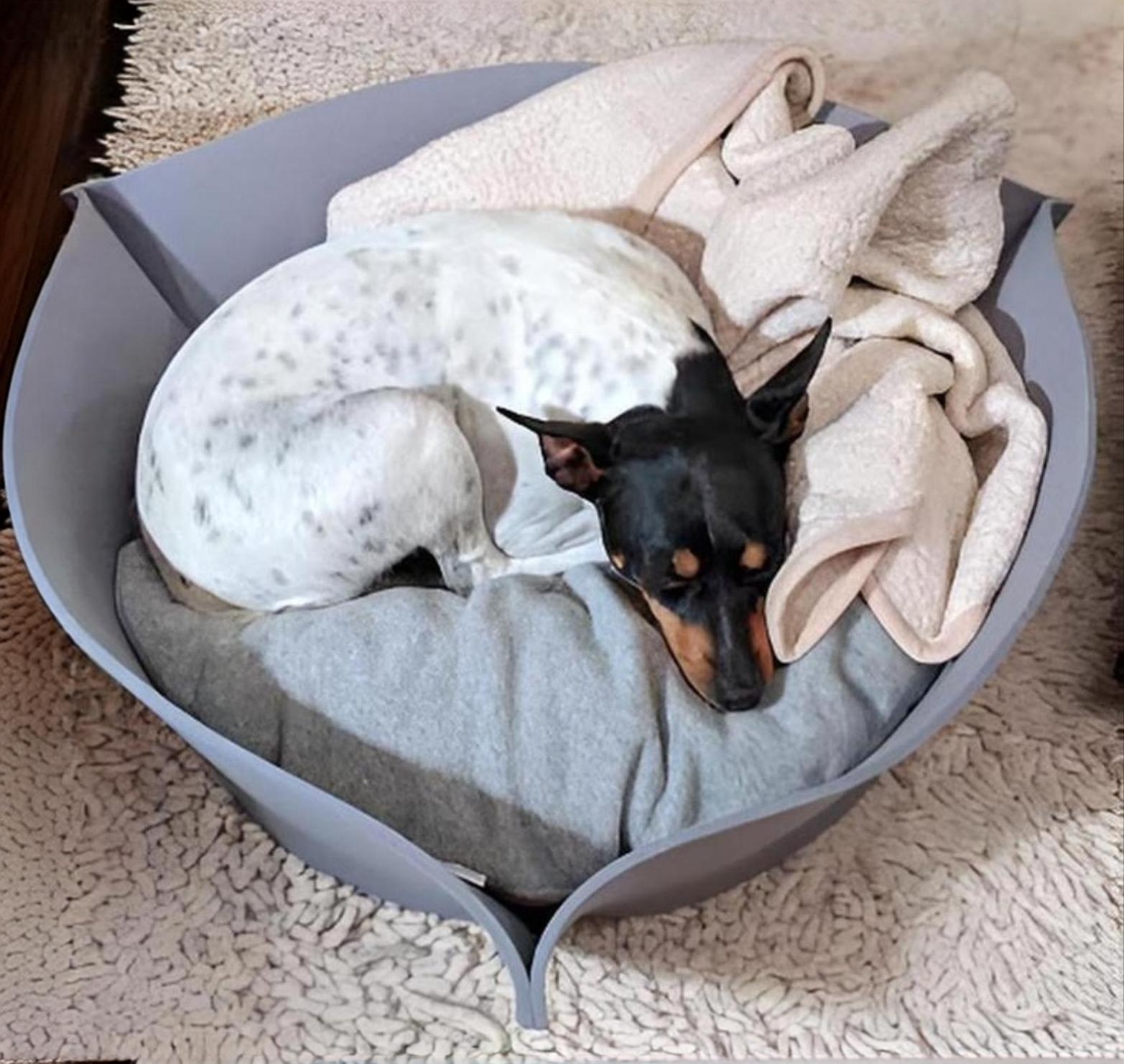 Sami kuschelt sich in Nook Filz von pet-interiors