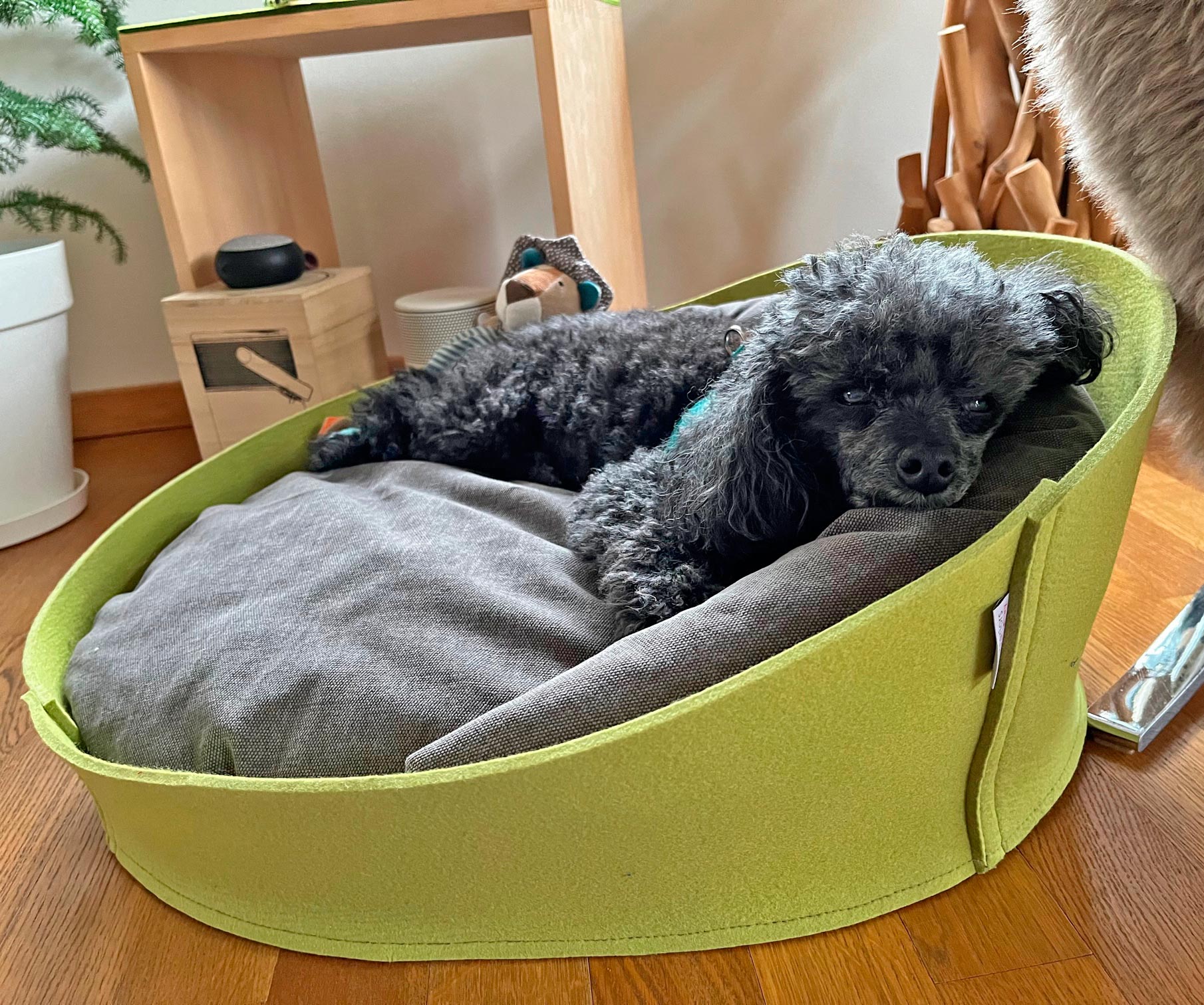Pudel Momo im Hundekorb Arena Filz von pet-interiors