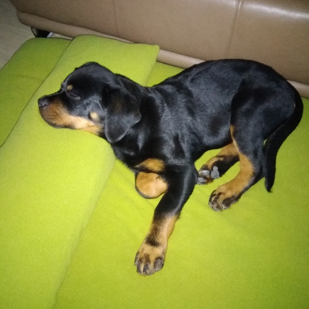 Rottweiler Hagen schläft auf seinem Hundebett Divan Uno Fleece mit Kopfkissen