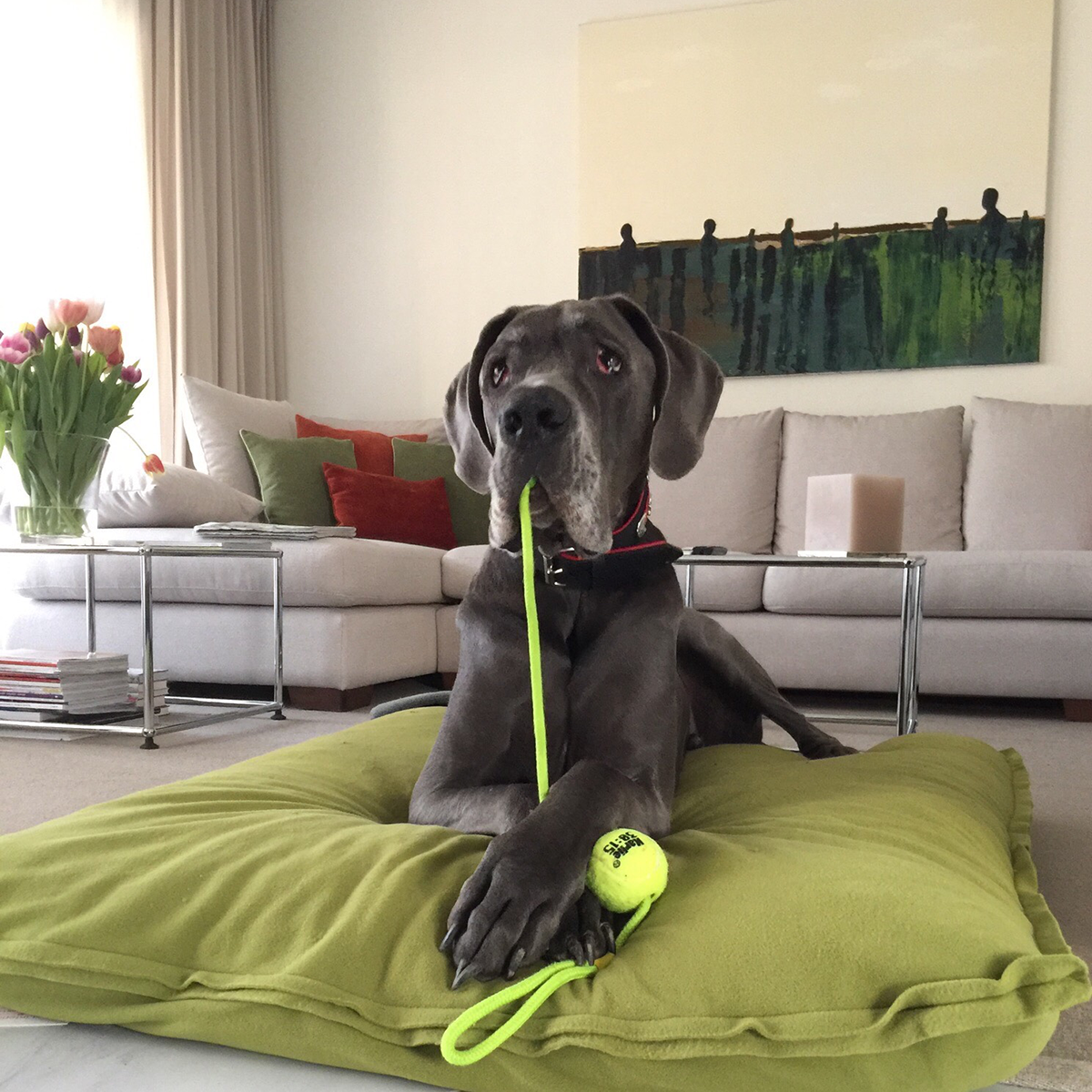 Dogge Keanu auf dem Divan Uno Hundekissen von pet-interiors
